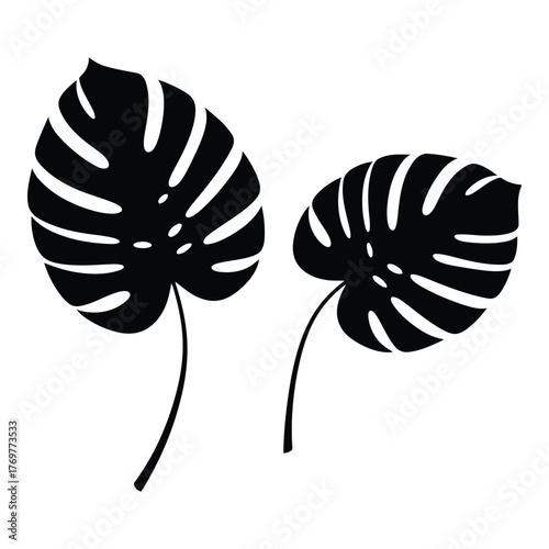 Monstera leaves tropical plant foliage summer botany nature illustration vector