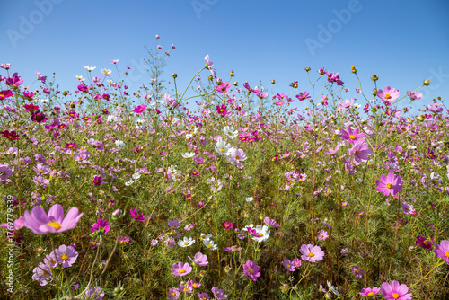 A variety of different colored cosmos on a bright sunny day