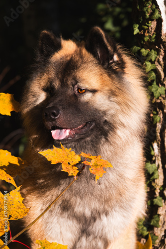 Fawn Eurasier portrait in autumn leaves, vertical format