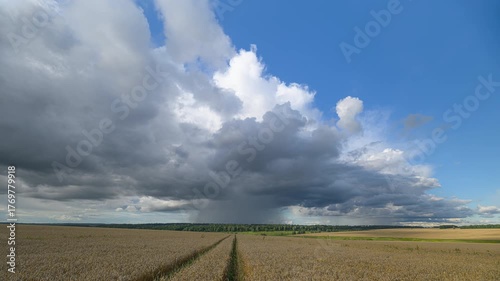 Dramatic, Majestic Clouds Over an Expansive, Picturesque wheat Field of Vibrant Colors and Nature