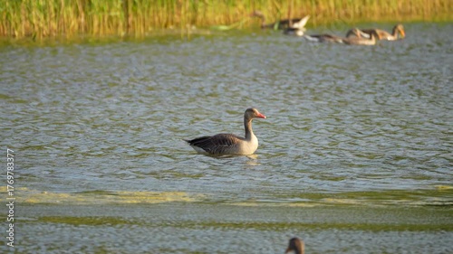 A goose in the middle of a lake in windy weather