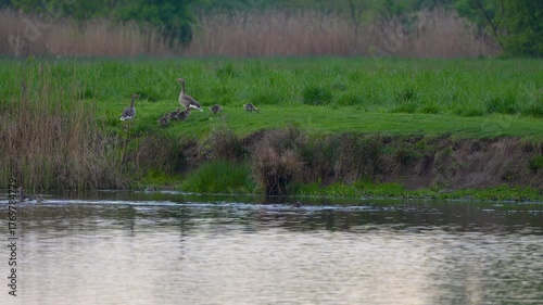 A pair of geese with goslings on the river bank