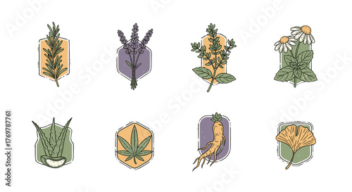 Collection of eight stylized botanical illustrations featuring medicinal herbs and plants, including rosemary, lavender, thyme, chamomile, aloe vera, cannabis, ginseng, and ginkgo biloba, presented