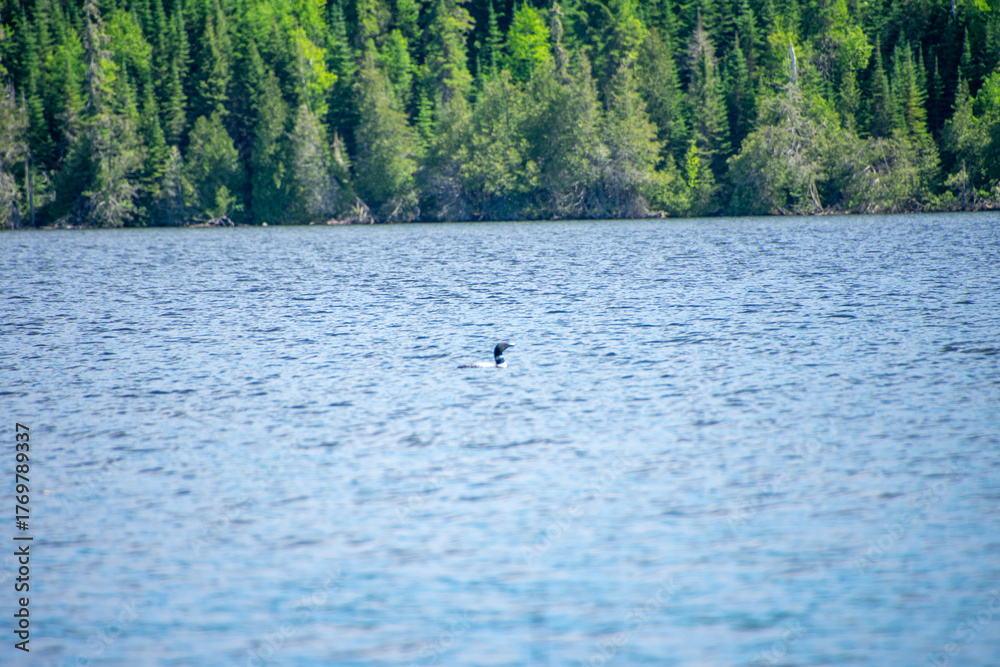 Naklejka premium Loon on a lake in Canada