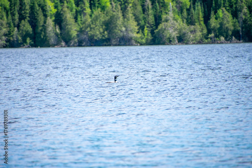 Loon on a lake in Canada