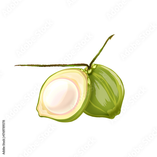 illustration of young coconuts without background