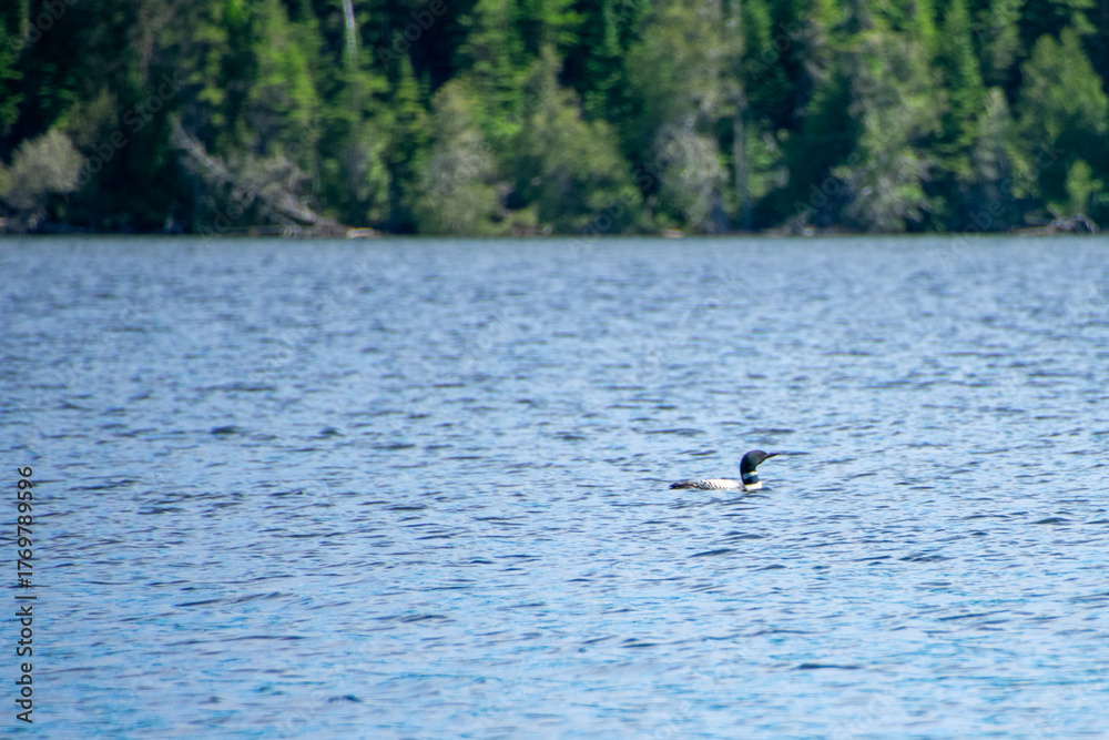 Fototapeta premium Loon floating on a lake