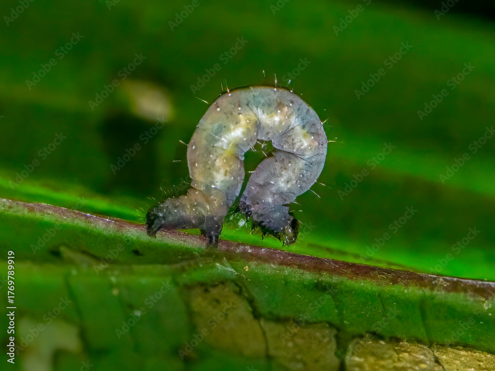 Fototapeta premium Macro close-up of small caterpillar larva arching on green tropical leaf