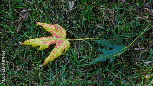 yellow leaf on the lawn