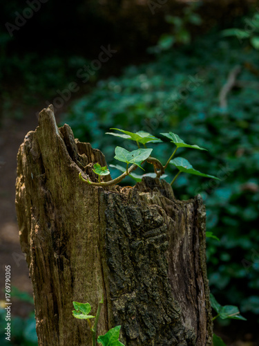 ivy on an old tree stump