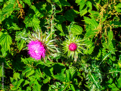 pink and green flower