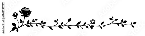 elegant burgundy rose vine on white background, floral design element