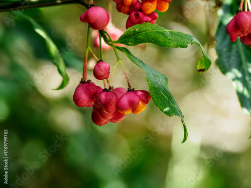 red berries on a tree