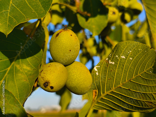 Obraz na płótnie Three walnut pods on the walnut tree