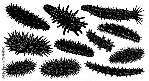 Collection of diverse sea cucumber silhouettes in black and white, showcasing various textures and forms of these fascinating marine invertebrates, ideal for scientific illustration or ocean-themed