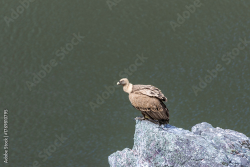 Принти на полотні Griffon vulture perching on cliff monfragüe national park
