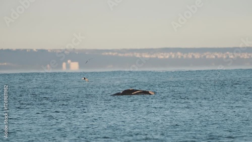 Gentle waves and birds over the Atlantic at Playa Las Canteras as a right whale emerges.
