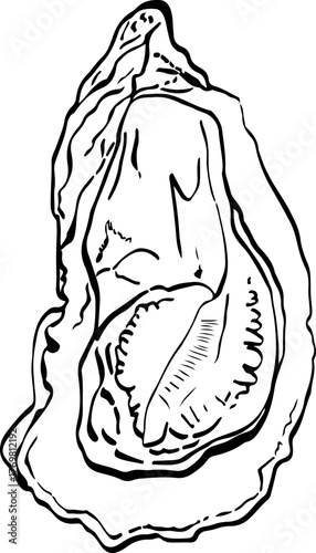 A realistic linear illustration of an oyster