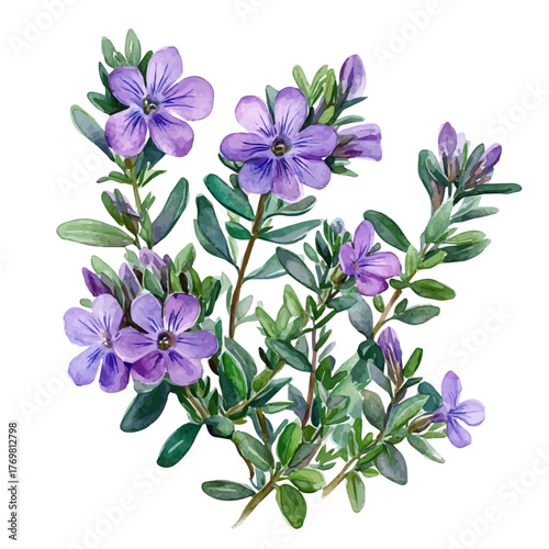 watercolor of Thyme Flower, vector, isolated on a white background.