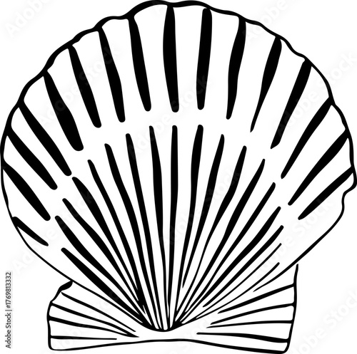 Black and white hand-drawn seashell illustration