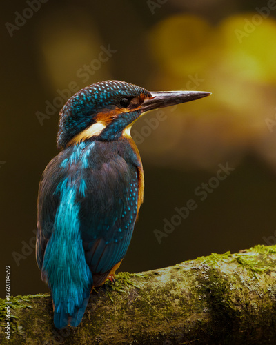 kingfisher on the branch