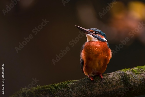 kingfisher on a branch