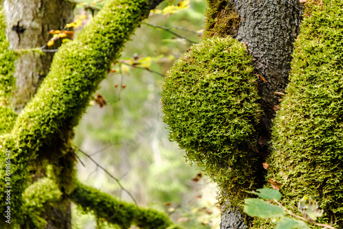 Wanderung durch die Bürser Schlucht, Wandern in Österreich, Vorarlberg im Herbst. 