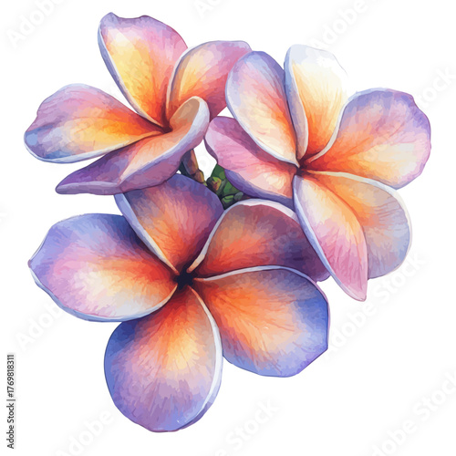 Plumeria Flower, watercolor drawing vector, isolated on a white background.