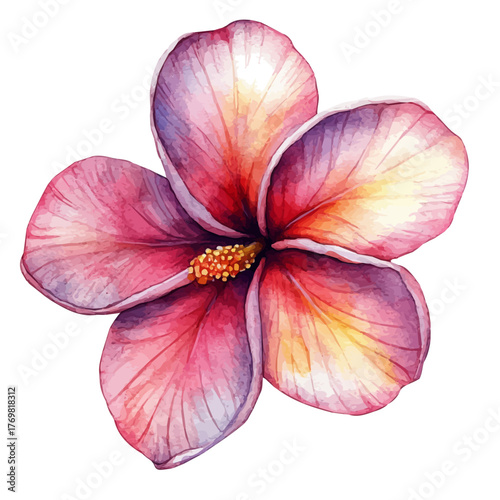 Plumeria Flower, watercolor clipart vector, isolated on a white background.