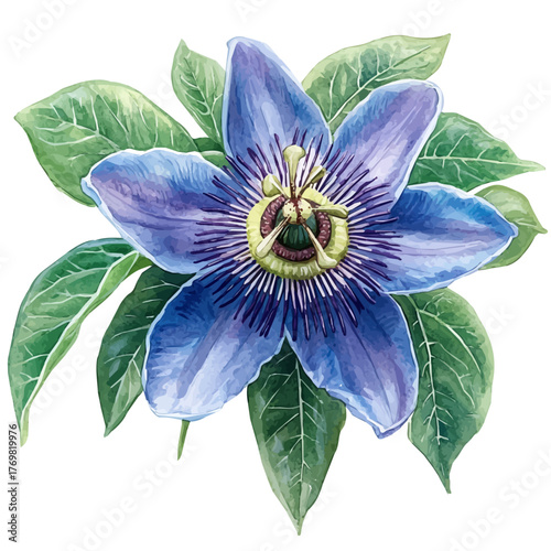 Passion Flower, watercolor clipart vector, isolated on a white background.