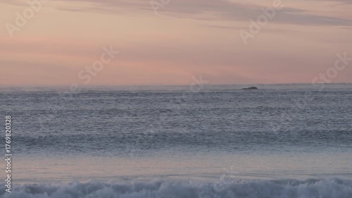 Calm Atlantic Ocean at sunrise with a southern right whale emerging in the distance near Puerto Madryn, Argentina, birds and gentle waves.