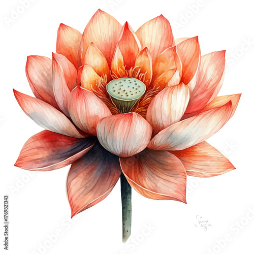 watercolor vector of Lotus Flower, isolated on a white background.