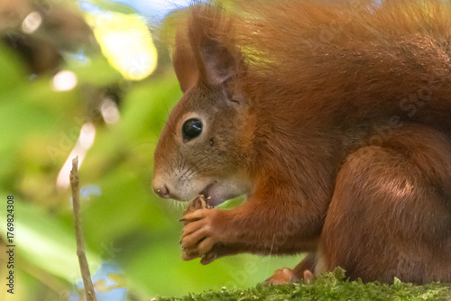 Eichhörnchen mit Walnuss