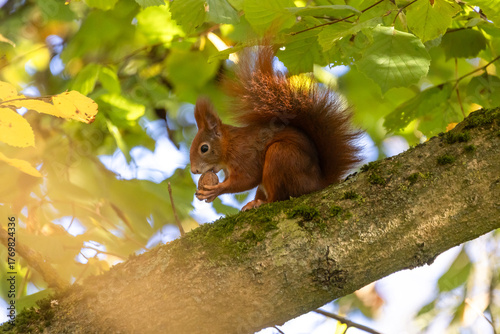 Eichhörnchen mit Walnuss
