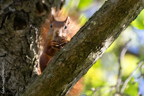 Eichhörnchen mit Walnuss