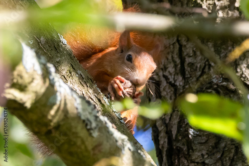 Eichhörnchen mit Walnuss