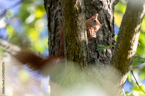 Eichhörnchen mit Walnuss
