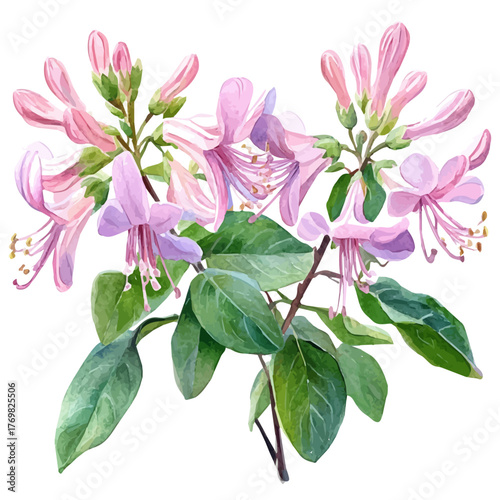 Honeysuckle Flower, watercolor clipart vector, isolated on a white background.