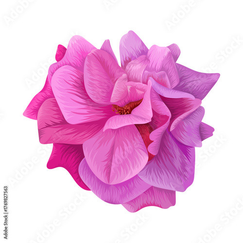 Realistic pink rose flower illustration isolated on white background
