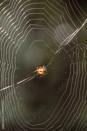 Close-up macro of Araneus diadematus centered on its web with sunlight reflections. Ideal for illustrating macro nature, insects, or fine natural structures in detail