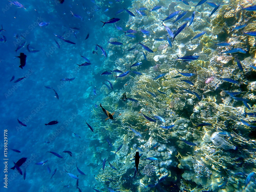 Fototapeta premium Schooling blue striped fish over coral reef
