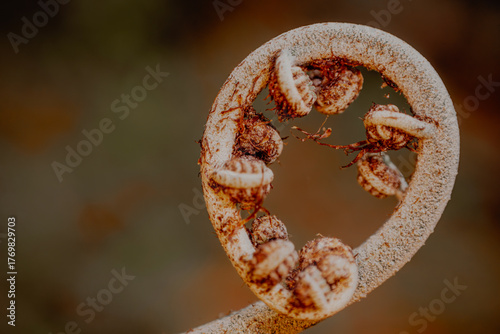 Close-up macro shot of a young fern frond (Cyathea latebrosa) unfurling in warm morning light. Captured with shallow depth of field, ideal for nature, botanical, or growth concept use