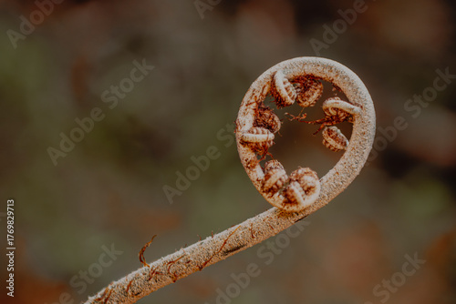 Close-up macro shot of a young fern frond (Cyathea latebrosa) unfurling in warm morning light. Captured with shallow depth of field, ideal for nature, botanical, or growth concept use