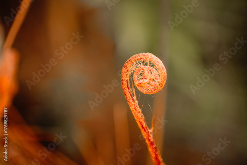 Close-up macro shot of a young fern frond (Cyathea latebrosa) unfurling in warm morning light. Captured with shallow depth of field, ideal for nature, botanical, or growth concept use