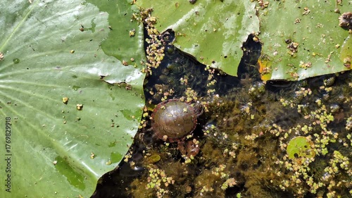 A painted turtle (Chrysemys picta) floating, swimming and eating a in a marsh of the Point Pelee National Park (Leamington, Ontario, Canada)