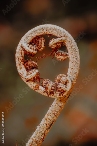 Close-up macro shot of a young fern frond (Cyathea latebrosa) unfurling in warm morning light. Captured with shallow depth of field, ideal for nature, botanical, or growth concept use