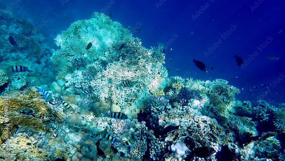 Fototapeta premium Vibrant shallow coral reef teeming with small fish