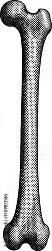 Halftone Bone Illustration – Vintage Engraved Etching Style
