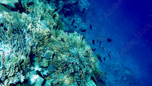 Vibrant shallow coral reef teeming with small fish