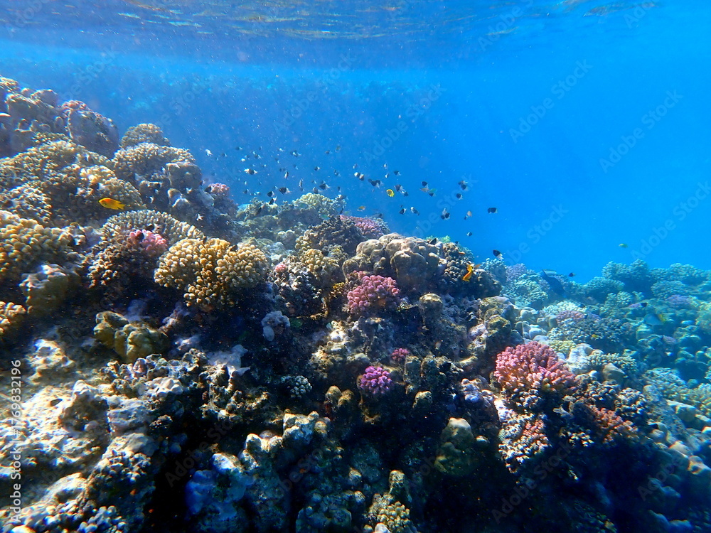 Fototapeta premium Vibrant shallow coral reef teeming with small fish